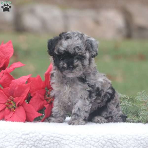 Dexter, Maltipoo Puppy